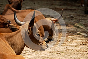 Banteng resting photo