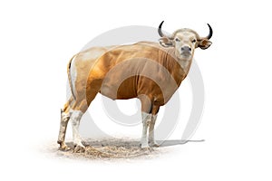 Banteng or Tembadau red cow rare specie in the zoo isolated on white background with clipping path