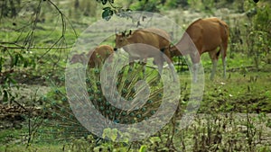 Banteng walking and drinking saltlick-004