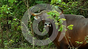 Banteng walking and drinking saltlick