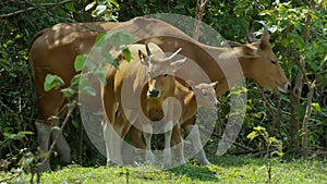 Banteng walking and drinking saltlick