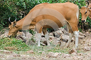 Banteng was eating a young grass, a young bamboo leaf