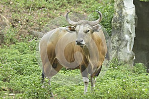 Banteng wild ox photo