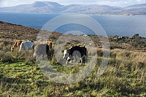 Bantry Bay in Winter