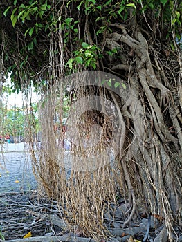 The banyan tree has its roots hanging down from the ground photo