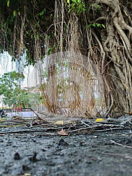 The banyan tree has its roots hanging down from the ground photo