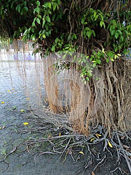 The banyan tree has its roots hanging down from the ground photo