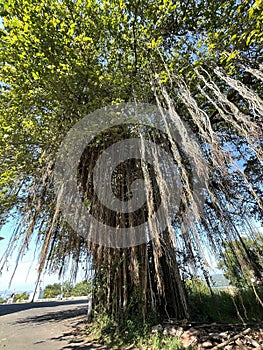 The Indian Banyan Tree, Goa, India photo