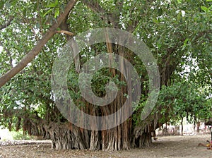 Banyan ancien tree photo
