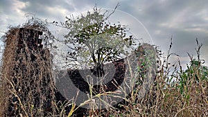 A banyan banian tree covered with roots photo