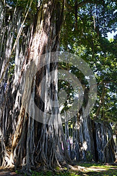 Banyan or Banyan fig Ficus benghalensis trees on Waikiki Beach, Honolulu, Island of Oahu Hawaii, United States