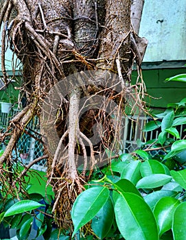 Banyan bonsai roots that grow wild are not maintained and are not arranged