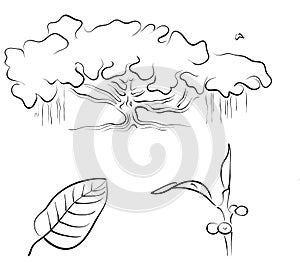 Banyan or Ficus benghalensis, vector illustration