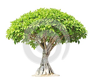 Banyan or ficus bonsai tree