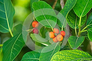 Banyan fig tree fruit closeup Ficus benghalensis - Hollywood, Florida, USA