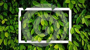 Banyan green leaves nature background with frame  white.Tree plant bush decorate in the garden.Leaf texture copy space banner.