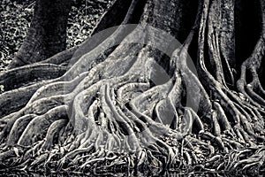 Banyan intertwining and interlaced roots detail and background