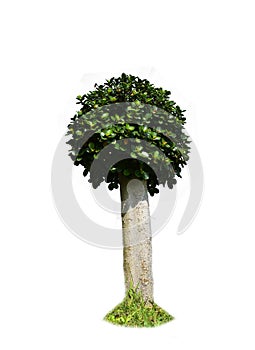 Banyan leaf round, tree decoration isolated on white background.