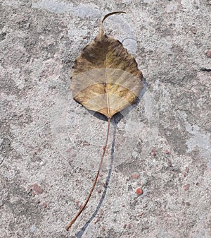 banyan leaf unusually shaped tree of the mulberry family (Moraceae) native to the Indian subcontinent.