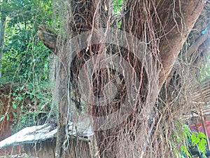 Banyan root, also called waringin or fig photo