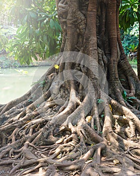 banyan root, big tree root