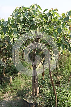 Banyan Or Sacred Fig Bonsai on nursery