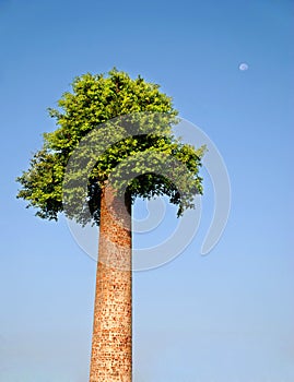 Banyan on the smokestack