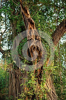 Banyan (Strangler Fig) Surrounding Another Tree with Its Roots photo