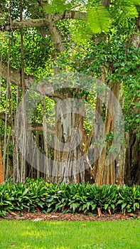 Banyan tree