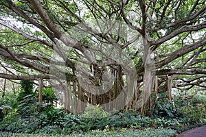 Banyan tree