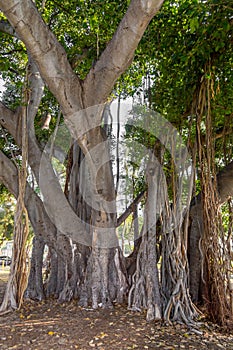 Banyan Tree