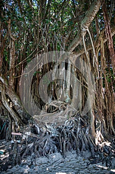 Banyan tree, also known as Banian tree. Aerial roots develop from branches to enable tree spread. Mauritius