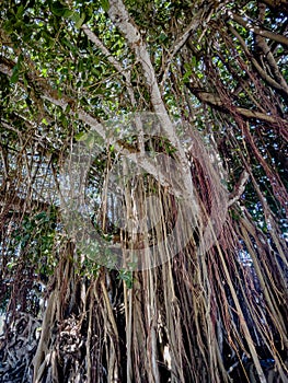 Banyan tree, also known as Banian tree. Aerial roots develop from branches to enable tree spread. Mauritius