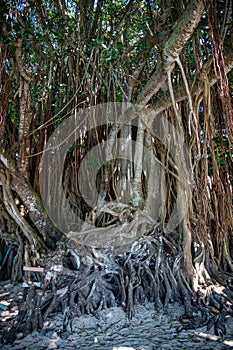 Banyan tree, also known as Banian tree. Aerial roots develop from branches to enable tree spread. Mauritius photo
