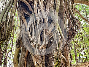 Banyan tree, also known as Banian tree. Aerial roots develop from branches to enable tree spread. Souillac, Mauritius