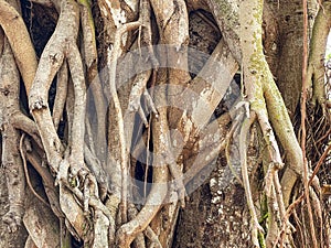 Banyan tree, also known as Banian tree. Aerial roots develop from branches to enable tree spread. Souillac, Mauritius