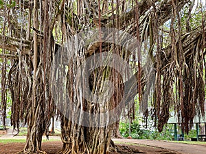 Banyan tree, also known as Banian tree. Aerial roots develop from branches to enable tree spread. Souillac, Mauritius