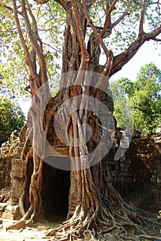 Banyan tree in Angkor Wat