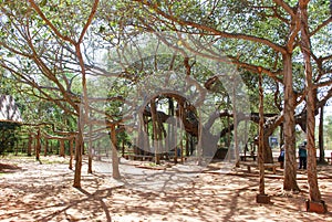 Banyan tree in Auroville