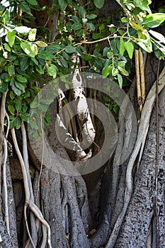 Banyan Tree Bark and Leaves