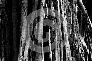 Banyan tree base in black and white