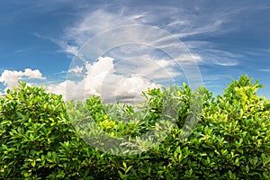 Banyan tree on blue sky