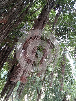 banyan tree (bohar ka darakht)