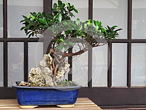 Banyan tree bonsai