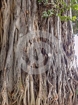 Banyan Tree Closeup
