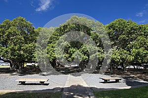 Banyan tree in courtyard square. Lahaina Harbor on Front street, Maui, Hawaii photo