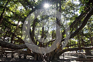 Banyan tree, courtyard square. Lahaina Harbor on Front street, Maui, Hawaii