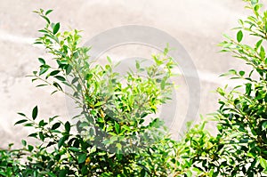 banyan tree or Ficus annulata or ficus bengalensis