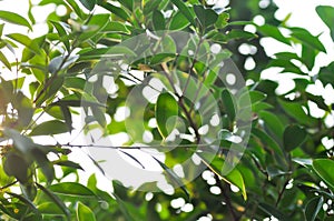 banyan tree or Ficus annulata or ficus bengalensis plant ,sun and sky in the evening or morning