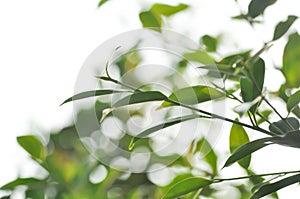 banyan tree or Ficus annulata or ficus bengalensis plant ,sun and sky in the evening or morning